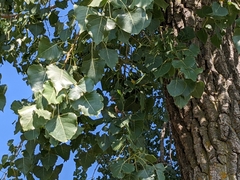 Populus deltoides