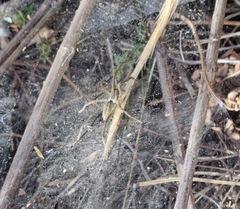 Aglaoctenus lagotis