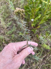 Lespedeza angustifolia