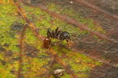 Aphaenogaster