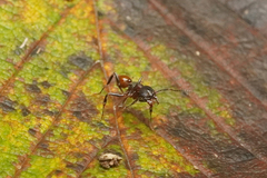 Aphaenogaster