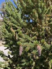 Pinus longaeva