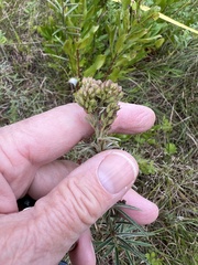Lespedeza angustifolia