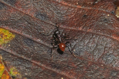 Aphaenogaster