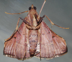 Endotricha dispergens