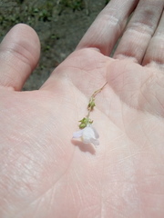 Linaria repens