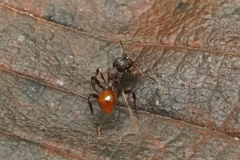 Aphaenogaster