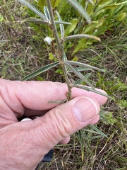 Lespedeza angustifolia
