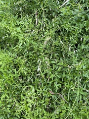 Clematis microphylla