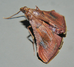 Endotricha dispergens