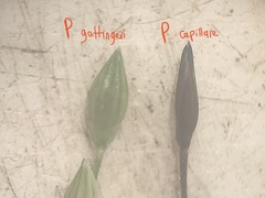 Panicum gattingeri