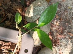 Hoya carnosa