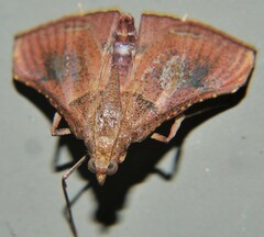 Endotricha dispergens