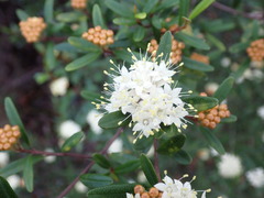 Phebalium squamulosum