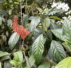 Palicourea sodiroi