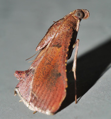 Endotricha dispergens