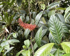 Palicourea sodiroi