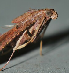 Endotricha dispergens