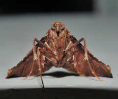 Endotricha dispergens