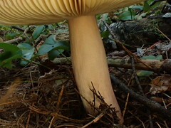 Russula peckii