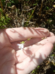 Linaria repens