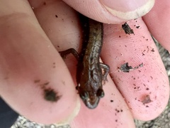 Desmognathus ochrophaeus