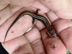 Desmognathus ochrophaeus