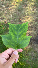 Liriodendron