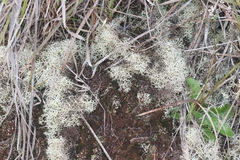Cladonia confusa