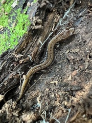 Desmognathus ochrophaeus