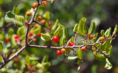 Rhamnus ilicifolia