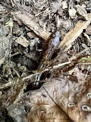 Desmognathus ochrophaeus