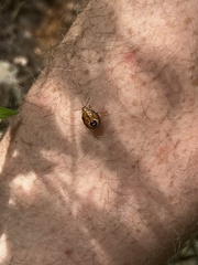 Podisus maculiventris