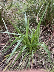 Dianella longifolia