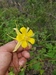 Aquilegia chrysantha