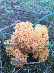 Ramaria formosa