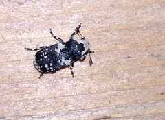 Euparius lugubris