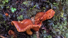 Aureonarius limonius