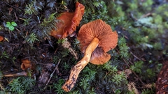 Aureonarius limonius