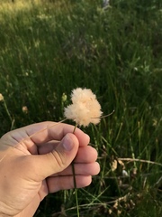 Eriophorum virginicum