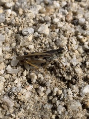 Camnula pellucida