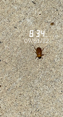 Cyclocephala