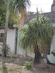 Beaucarnea