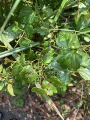 Ampelopsis glandulosa hancei