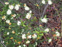 Phebalium squamulosum