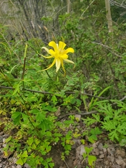 Aquilegia chrysantha