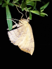 Eulithis diversilineata