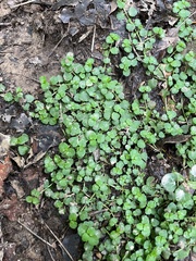Chrysosplenium americanum