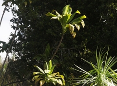 Cordyline fruticosa