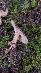 Lactarius fallax